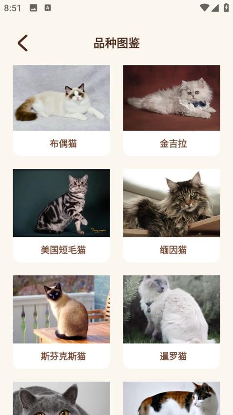 Peppycat猫语翻译器安卓版截图2